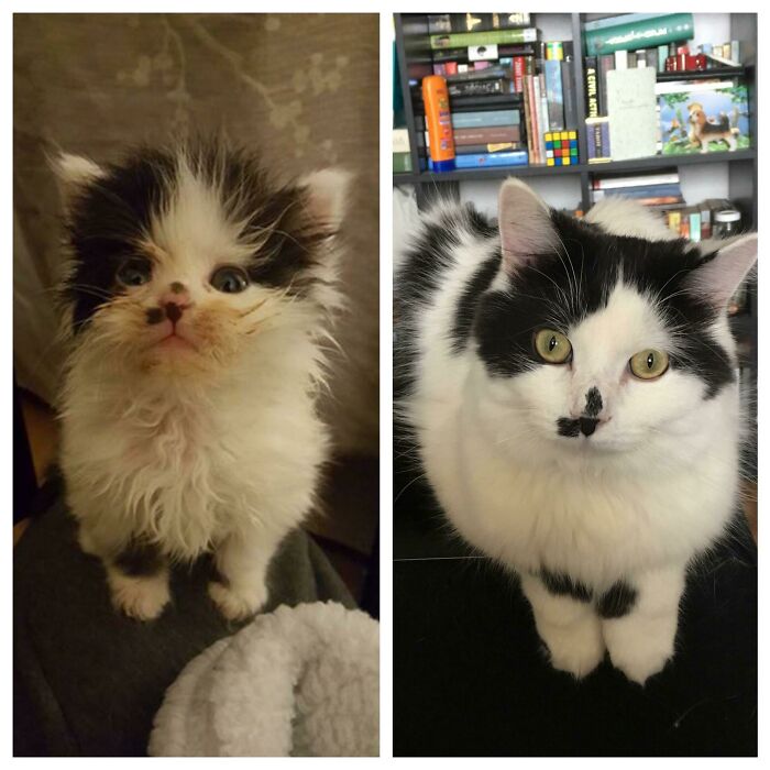 127 Before And After Photos Of Rescued Pets That Might Immediately Send You To The Shelter