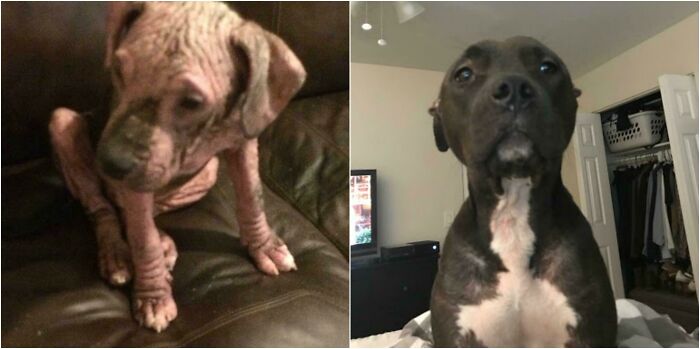 127 Before And After Photos Of Rescued Pets That Might Immediately Send You To The Shelter