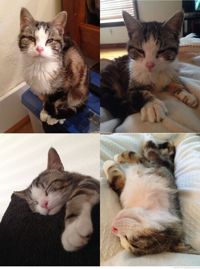 127 Before And After Photos Of Rescued Pets That Might Immediately Send You To The Shelter