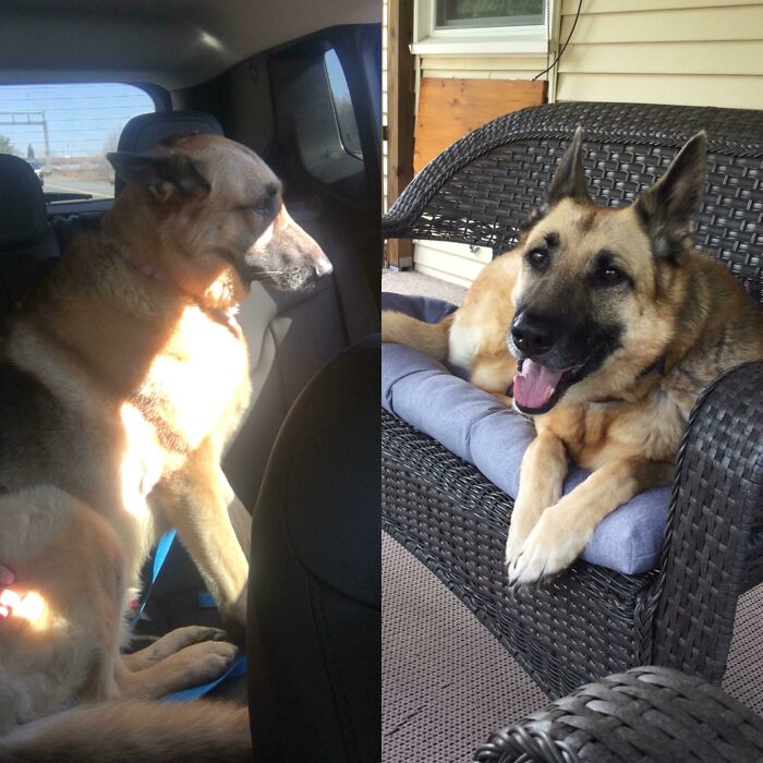 127 Before And After Photos Of Rescued Pets That Might Immediately Send You To The Shelter
