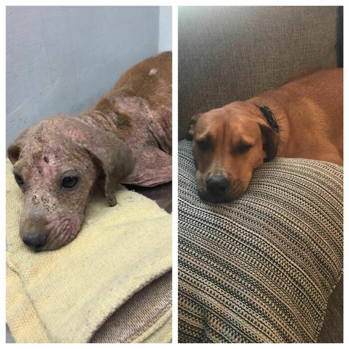 127 Before And After Photos Of Rescued Pets That Might Immediately Send You To The Shelter