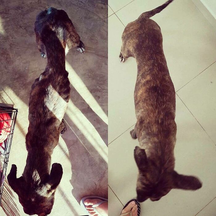 127 Before And After Photos Of Rescued Pets That Might Immediately Send You To The Shelter