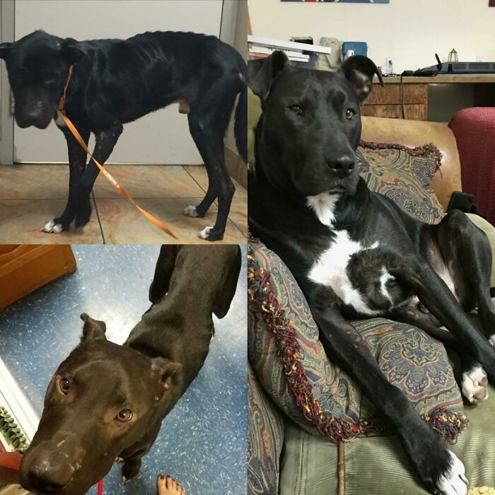 127 Before And After Photos Of Rescued Pets That Might Immediately Send You To The Shelter