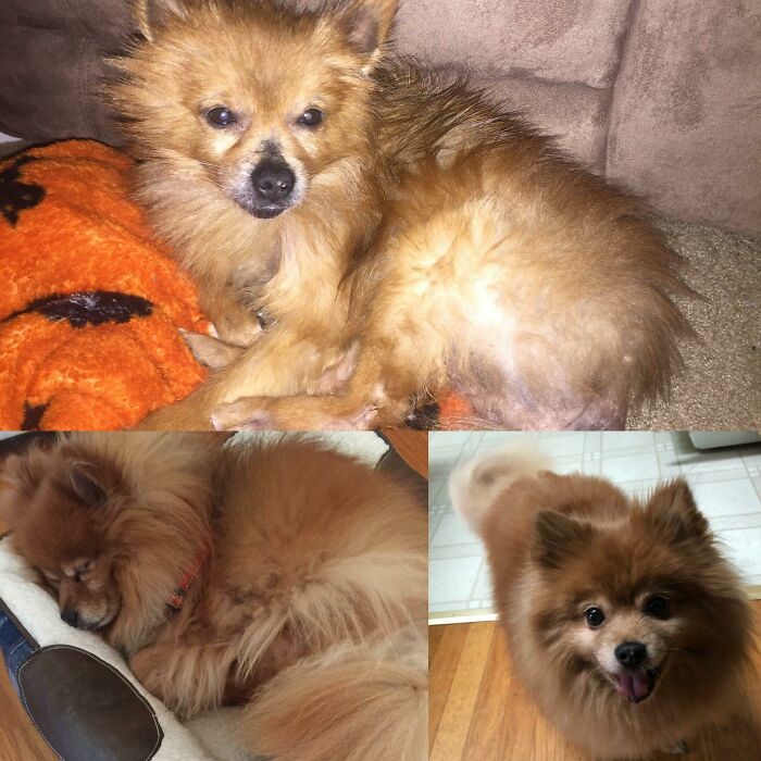 127 Before And After Photos Of Rescued Pets That Might Immediately Send You To The Shelter