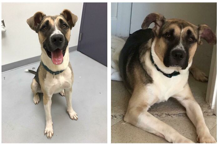 127 Before And After Photos Of Rescued Pets That Might Immediately Send You To The Shelter