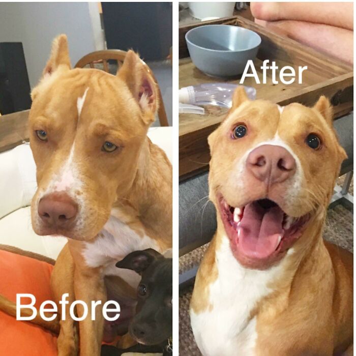 127 Before And After Photos Of Rescued Pets That Might Immediately Send You To The Shelter