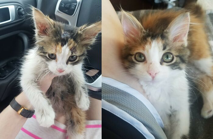 127 Before And After Photos Of Rescued Pets That Might Immediately Send You To The Shelter