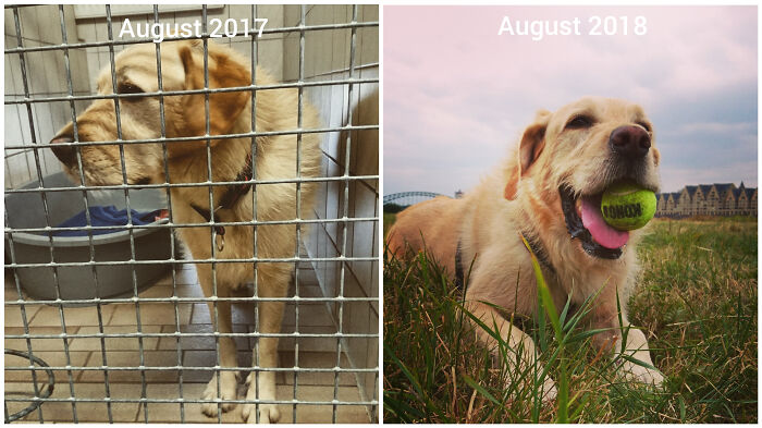 127 Before And After Photos Of Rescued Pets That Might Immediately Send You To The Shelter