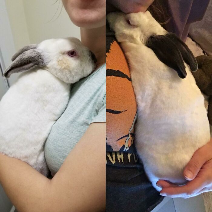 127 Before And After Photos Of Rescued Pets That Might Immediately Send You To The Shelter