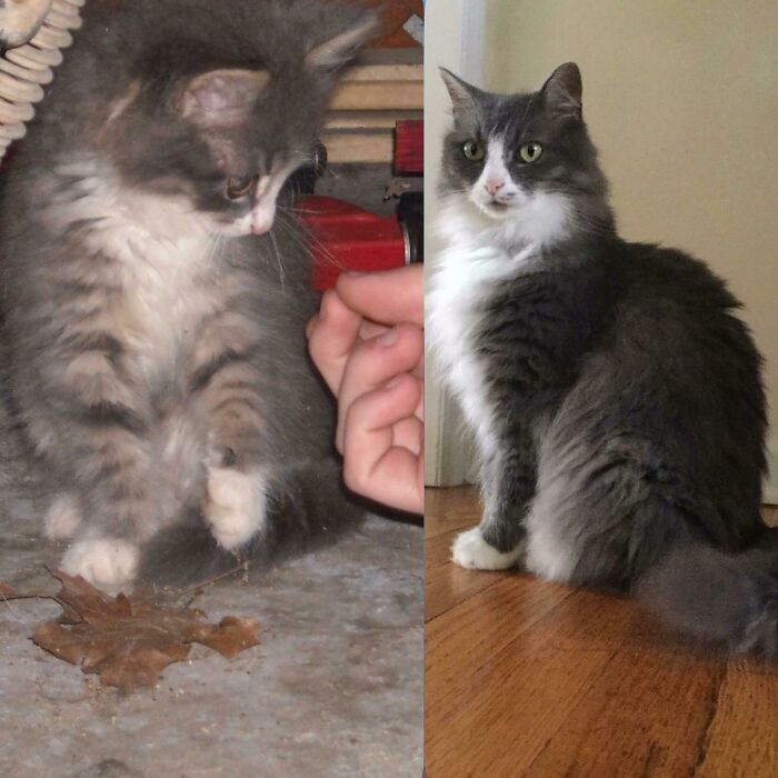 127 Before And After Photos Of Rescued Pets That Might Immediately Send You To The Shelter