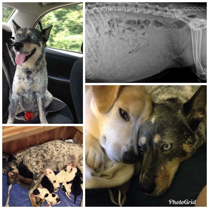 127 Before And After Photos Of Rescued Pets That Might Immediately Send You To The Shelter