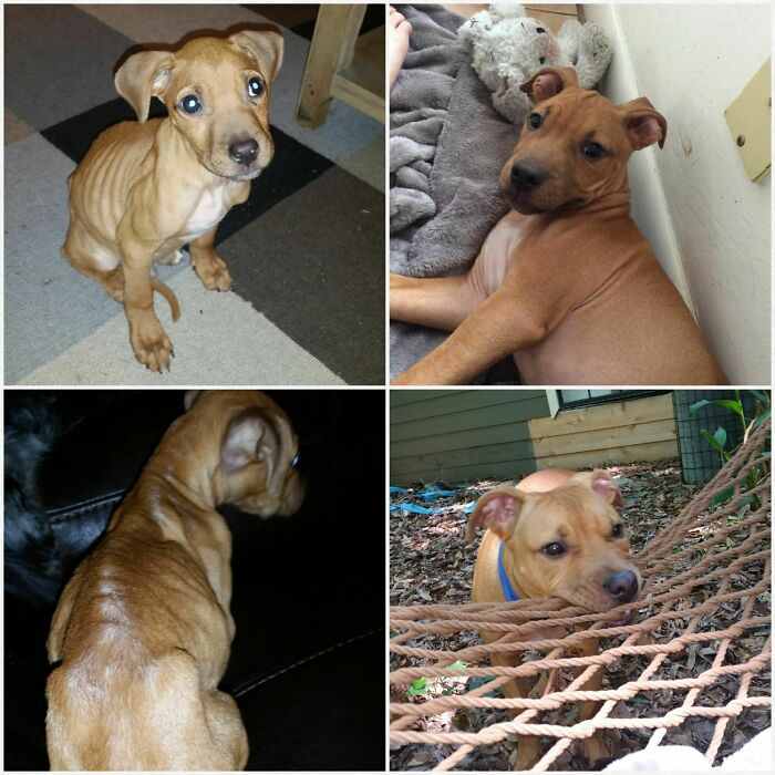 127 Before And After Photos Of Rescued Pets That Might Immediately Send You To The Shelter