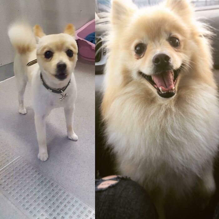 127 Before And After Photos Of Rescued Pets That Might Immediately Send You To The Shelter