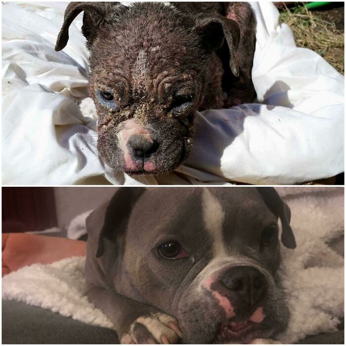 127 Before And After Photos Of Rescued Pets That Might Immediately Send You To The Shelter