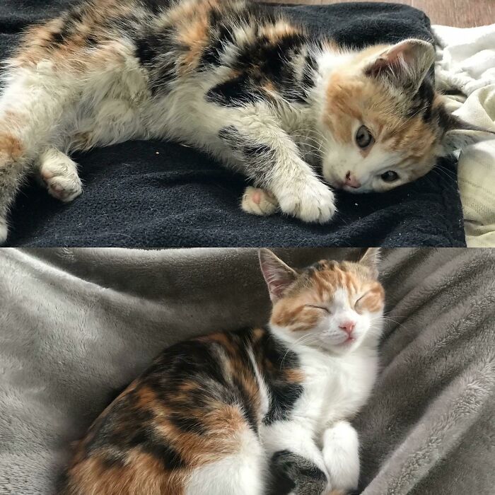 127 Before And After Photos Of Rescued Pets That Might Immediately Send You To The Shelter