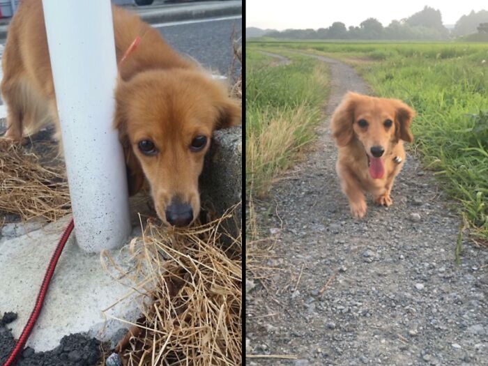 127 Before And After Photos Of Rescued Pets That Might Immediately Send You To The Shelter