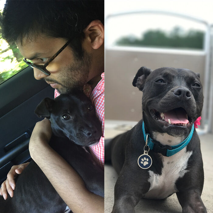 127 Before And After Photos Of Rescued Pets That Might Immediately Send You To The Shelter