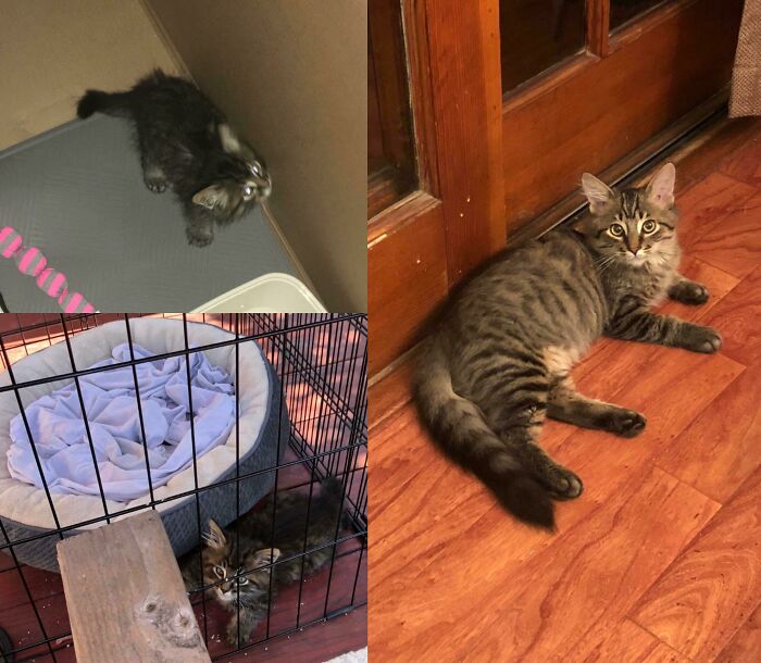 127 Before And After Photos Of Rescued Pets That Might Immediately Send You To The Shelter