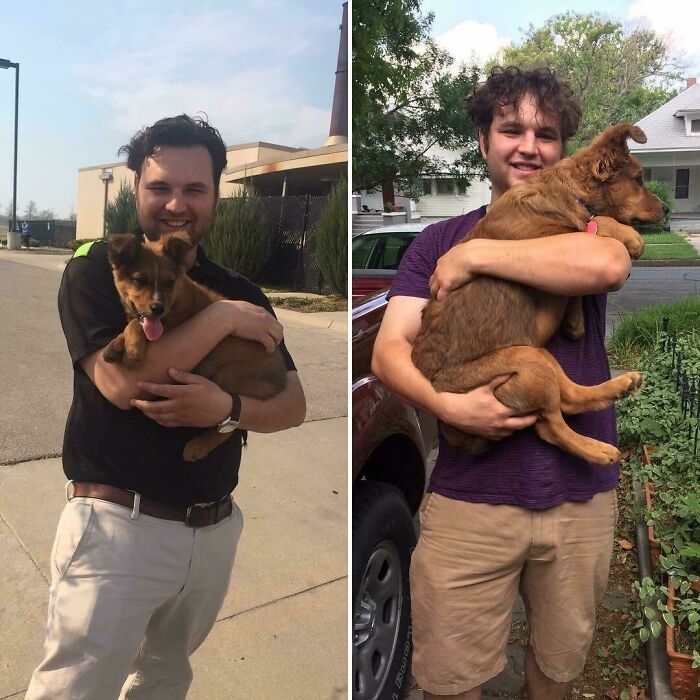 127 Before And After Photos Of Rescued Pets That Might Immediately Send You To The Shelter