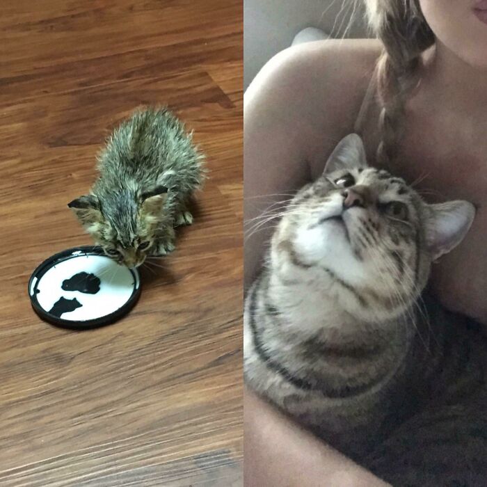 127 Before And After Photos Of Rescued Pets That Might Immediately Send You To The Shelter