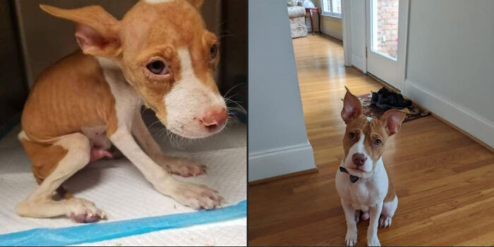 127 Before And After Photos Of Rescued Pets That Might Immediately Send You To The Shelter