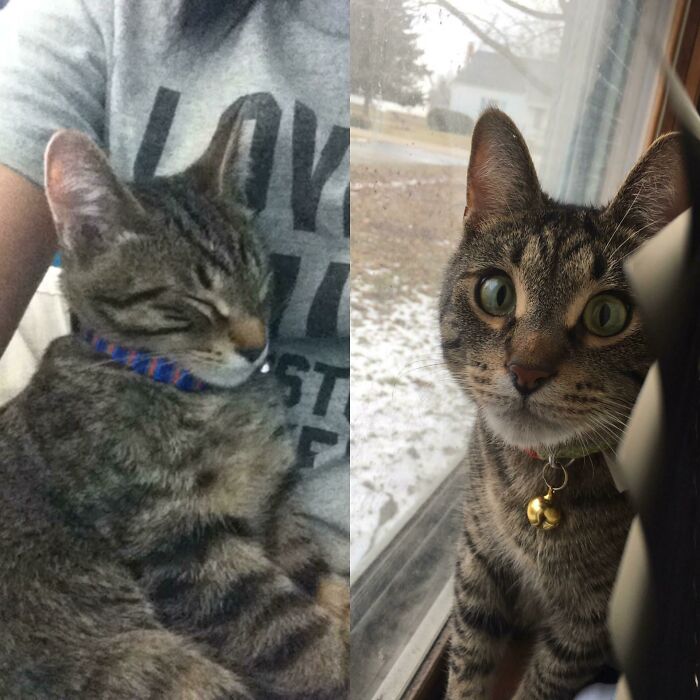 127 Before And After Photos Of Rescued Pets That Might Immediately Send You To The Shelter