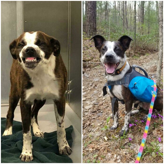 127 Before And After Photos Of Rescued Pets That Might Immediately Send You To The Shelter