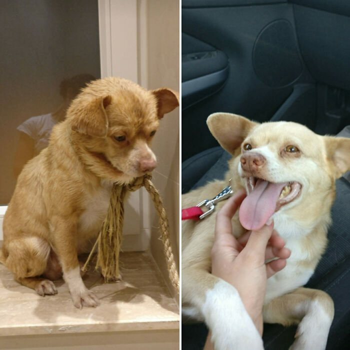 127 Before And After Photos Of Rescued Pets That Might Immediately Send You To The Shelter