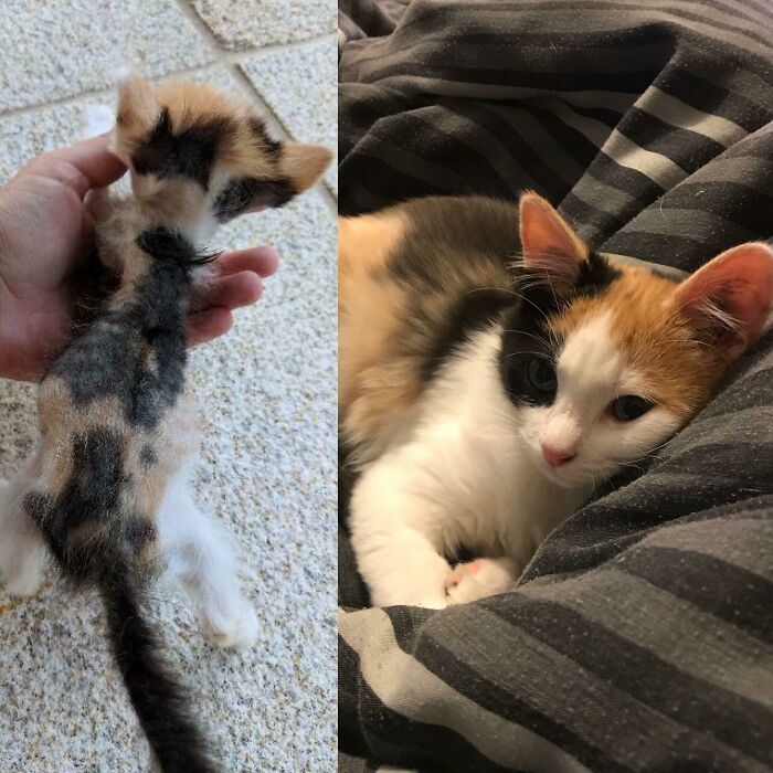 127 Before And After Photos Of Rescued Pets That Might Immediately Send You To The Shelter
