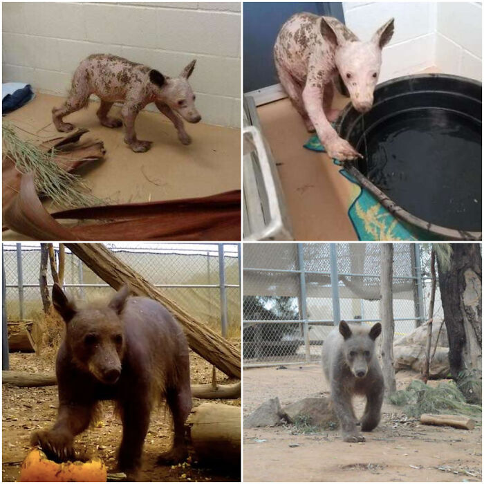 127 Before And After Photos Of Rescued Pets That Might Immediately Send You To The Shelter