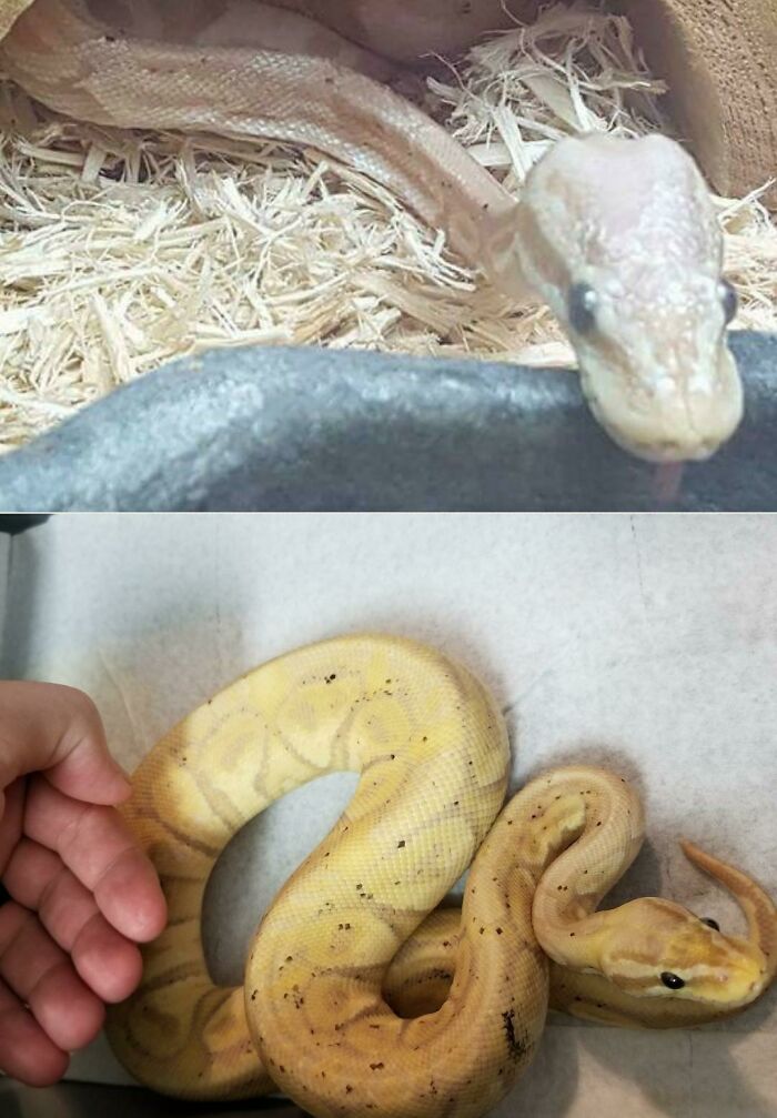 127 Before And After Photos Of Rescued Pets That Might Immediately Send You To The Shelter