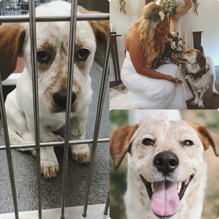 127 Before And After Photos Of Rescued Pets That Might Immediately Send You To The Shelter