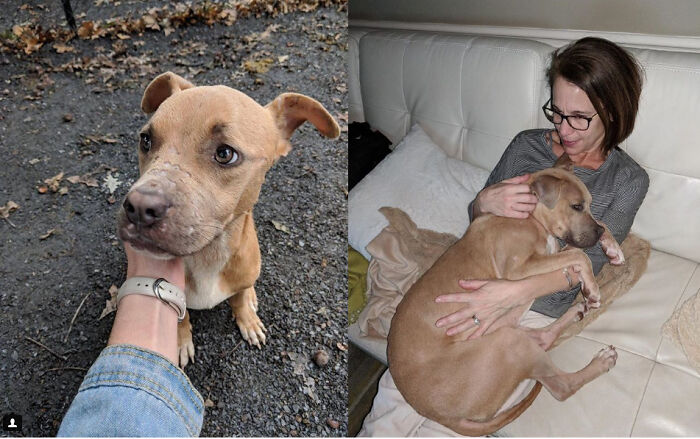127 Before And After Photos Of Rescued Pets That Might Immediately Send You To The Shelter