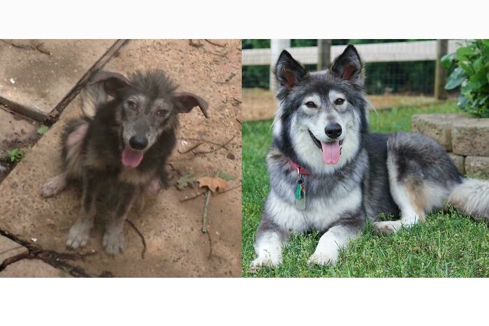 127 Before And After Photos Of Rescued Pets That Might Immediately Send You To The Shelter
