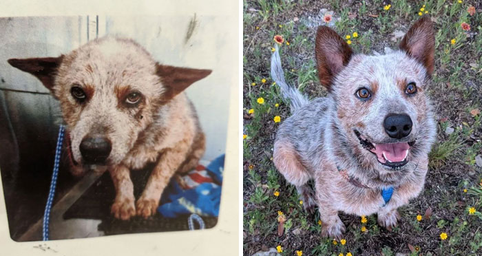127 Before And After Photos Of Rescued Pets That Might Immediately Send You To The Shelter