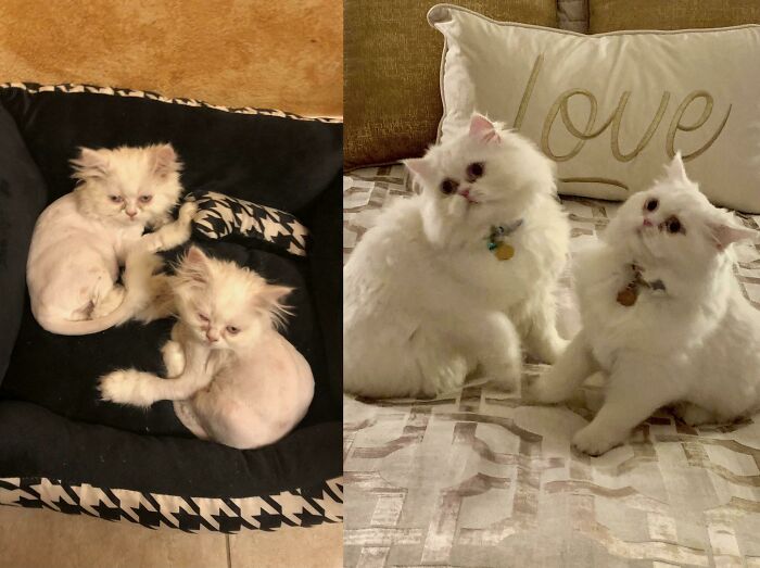 127 Before And After Photos Of Rescued Pets That Might Immediately Send You To The Shelter