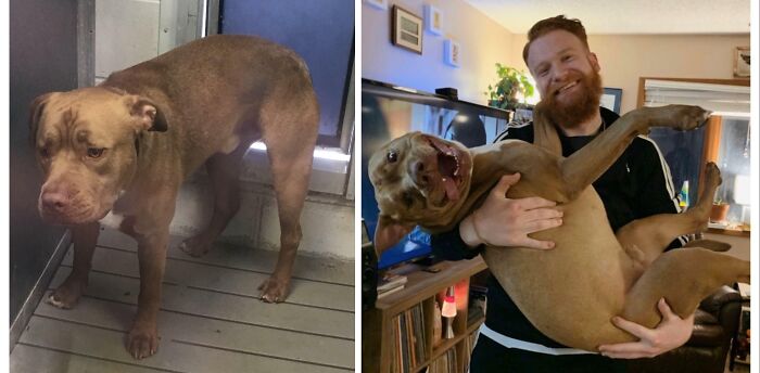 127 Before And After Photos Of Rescued Pets That Might Immediately Send You To The Shelter