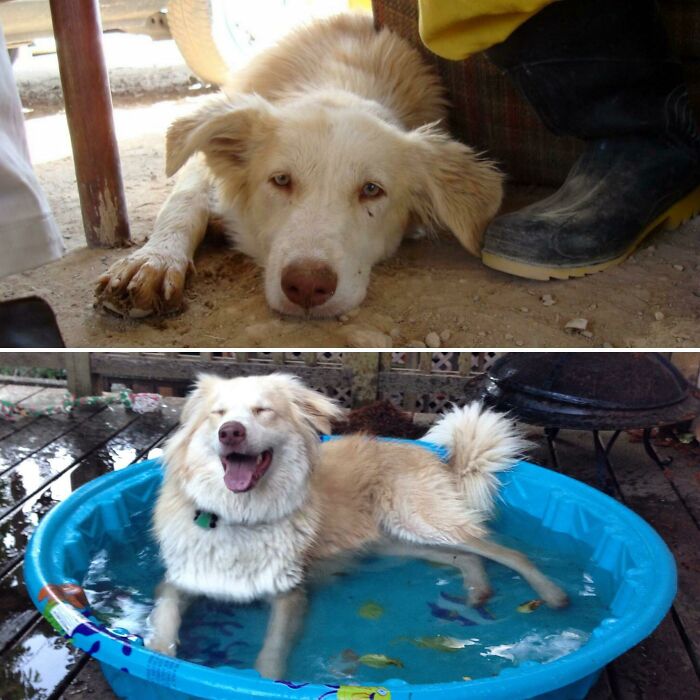 127 Before And After Photos Of Rescued Pets That Might Immediately Send You To The Shelter