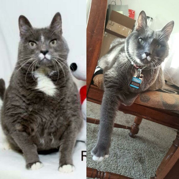 127 Before And After Photos Of Rescued Pets That Might Immediately Send You To The Shelter