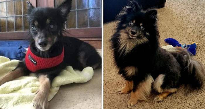 127 Before And After Photos Of Rescued Pets That Might Immediately Send You To The Shelter