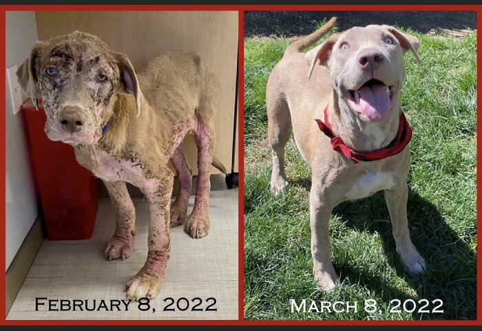 127 Before And After Photos Of Rescued Pets That Might Immediately Send You To The Shelter