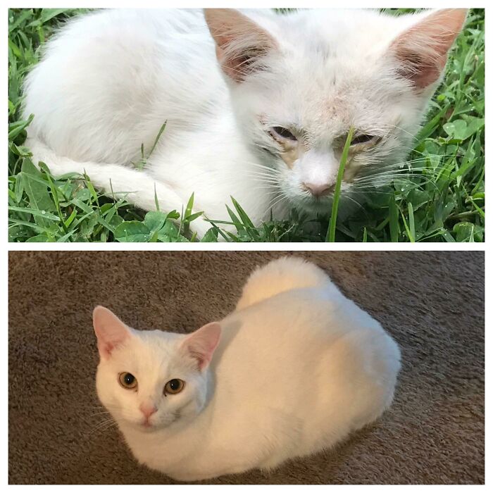 127 Before And After Photos Of Rescued Pets That Might Immediately Send You To The Shelter