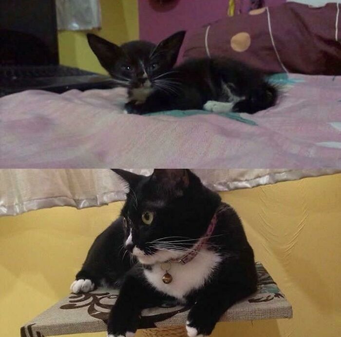 127 Before And After Photos Of Rescued Pets That Might Immediately Send You To The Shelter