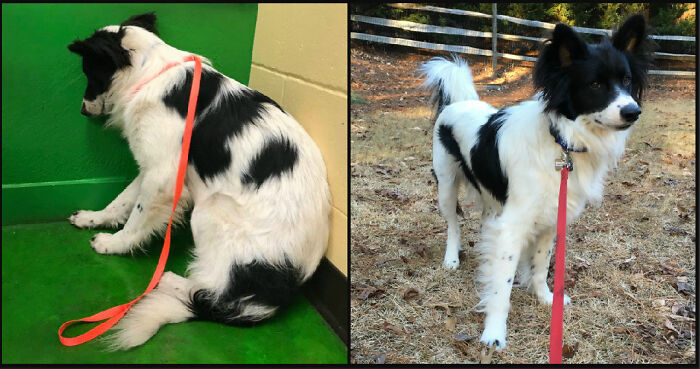127 Before And After Photos Of Rescued Pets That Might Immediately Send You To The Shelter