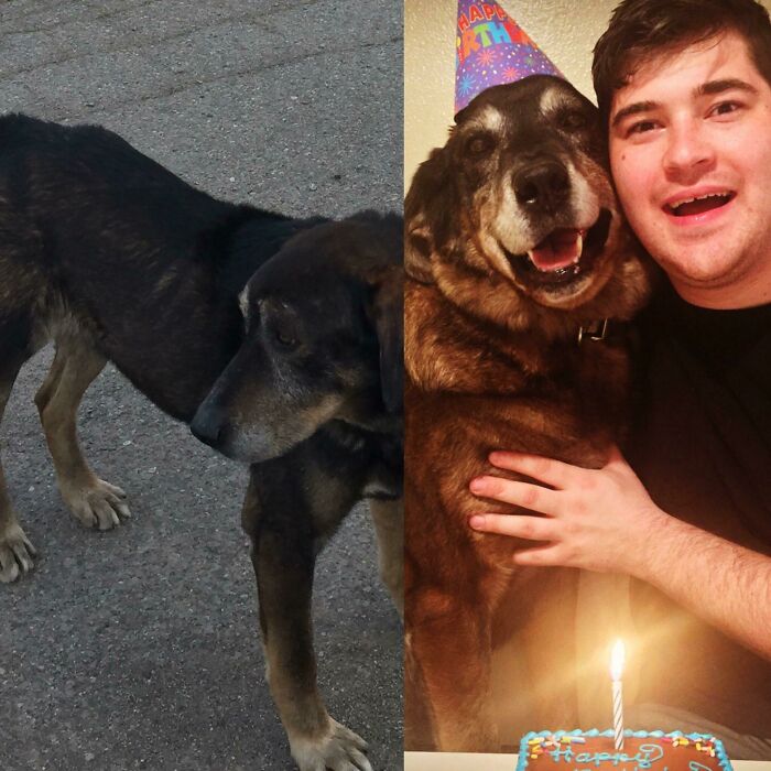 127 Before And After Photos Of Rescued Pets That Might Immediately Send You To The Shelter