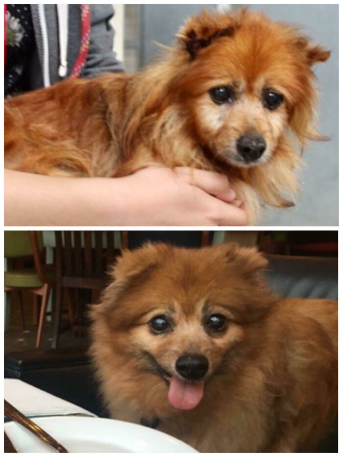 127 Before And After Photos Of Rescued Pets That Might Immediately Send You To The Shelter