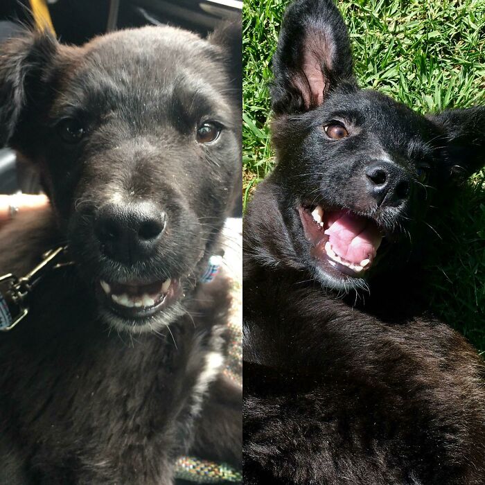 127 Before And After Photos Of Rescued Pets That Might Immediately Send You To The Shelter