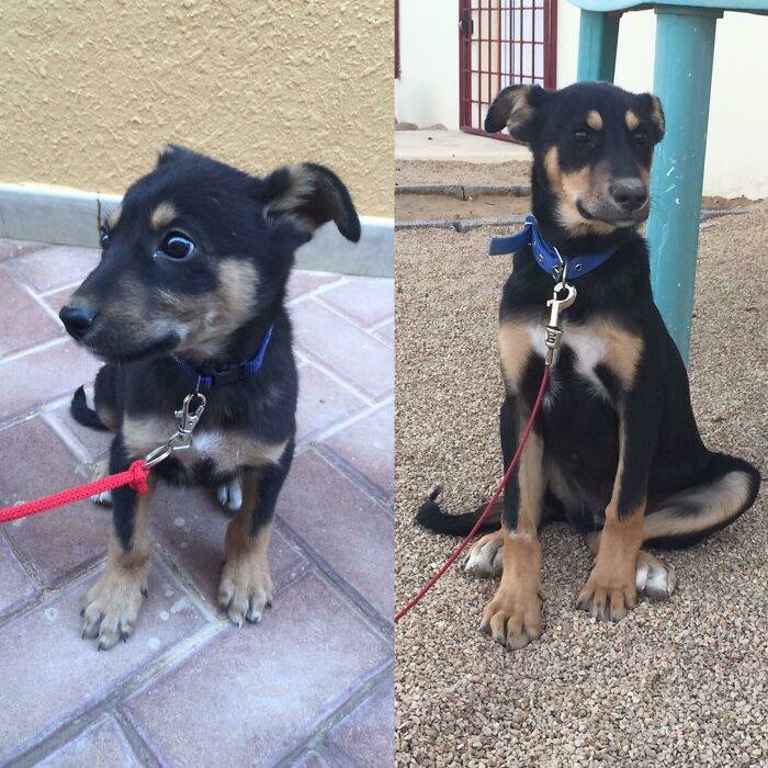 127 Before And After Photos Of Rescued Pets That Might Immediately Send You To The Shelter