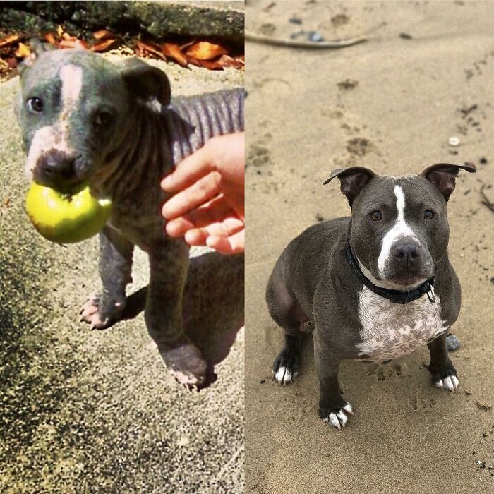 127 Before And After Photos Of Rescued Pets That Might Immediately Send You To The Shelter
