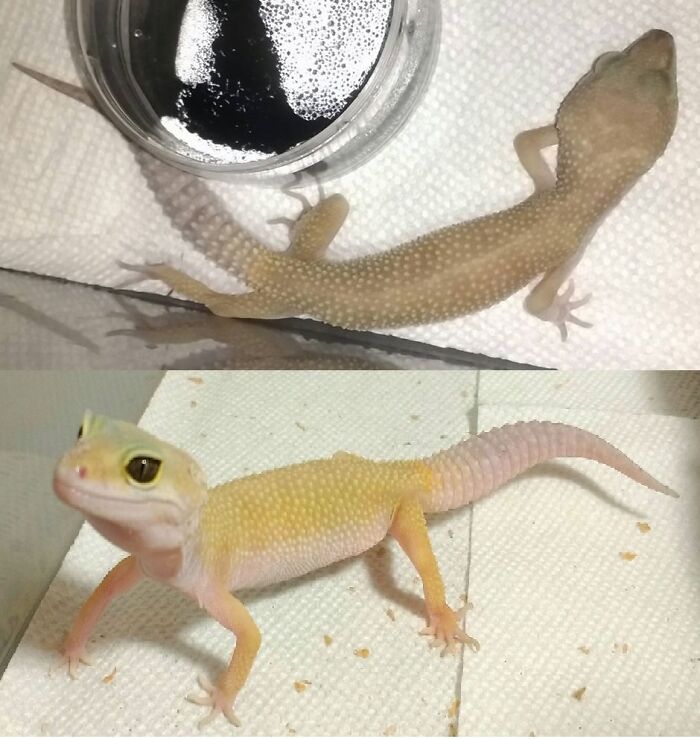 127 Before And After Photos Of Rescued Pets That Might Immediately Send You To The Shelter